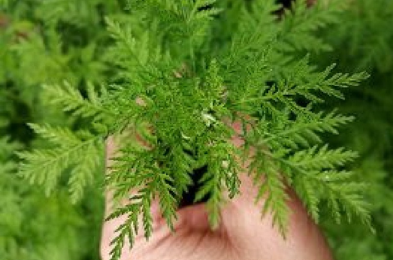 Artemisia annua - die Lösung bei viralen Infekten?